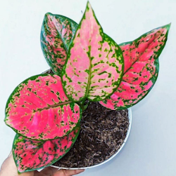 Bunga Aglonema Dut Anjamani